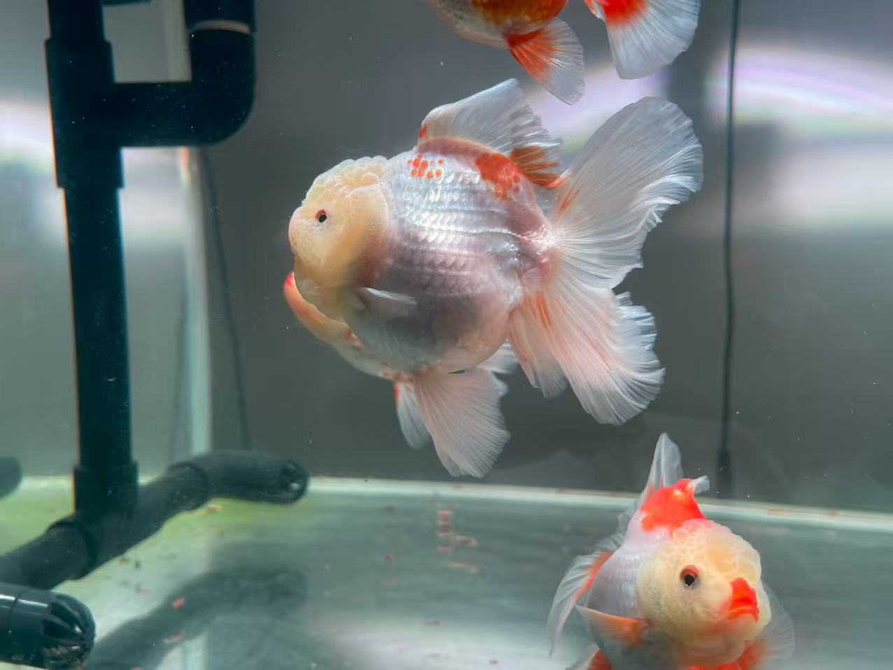 百褶泰狮金鱼淡水冷水观赏鱼好养耐活招财
