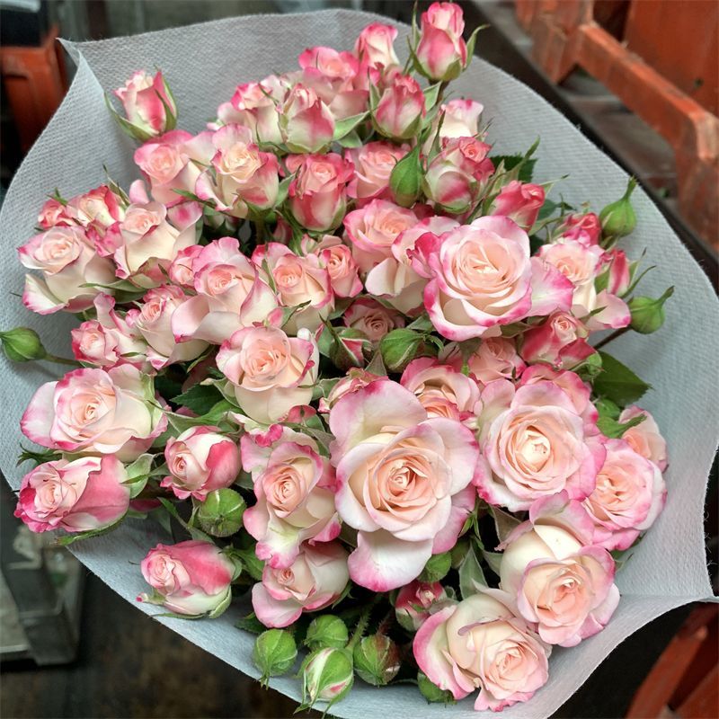 多头玫瑰杏色折射泡泡橙色芭比