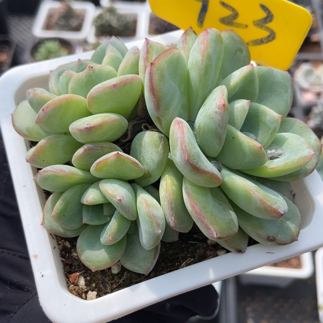 923泡芙多肉植物多肉