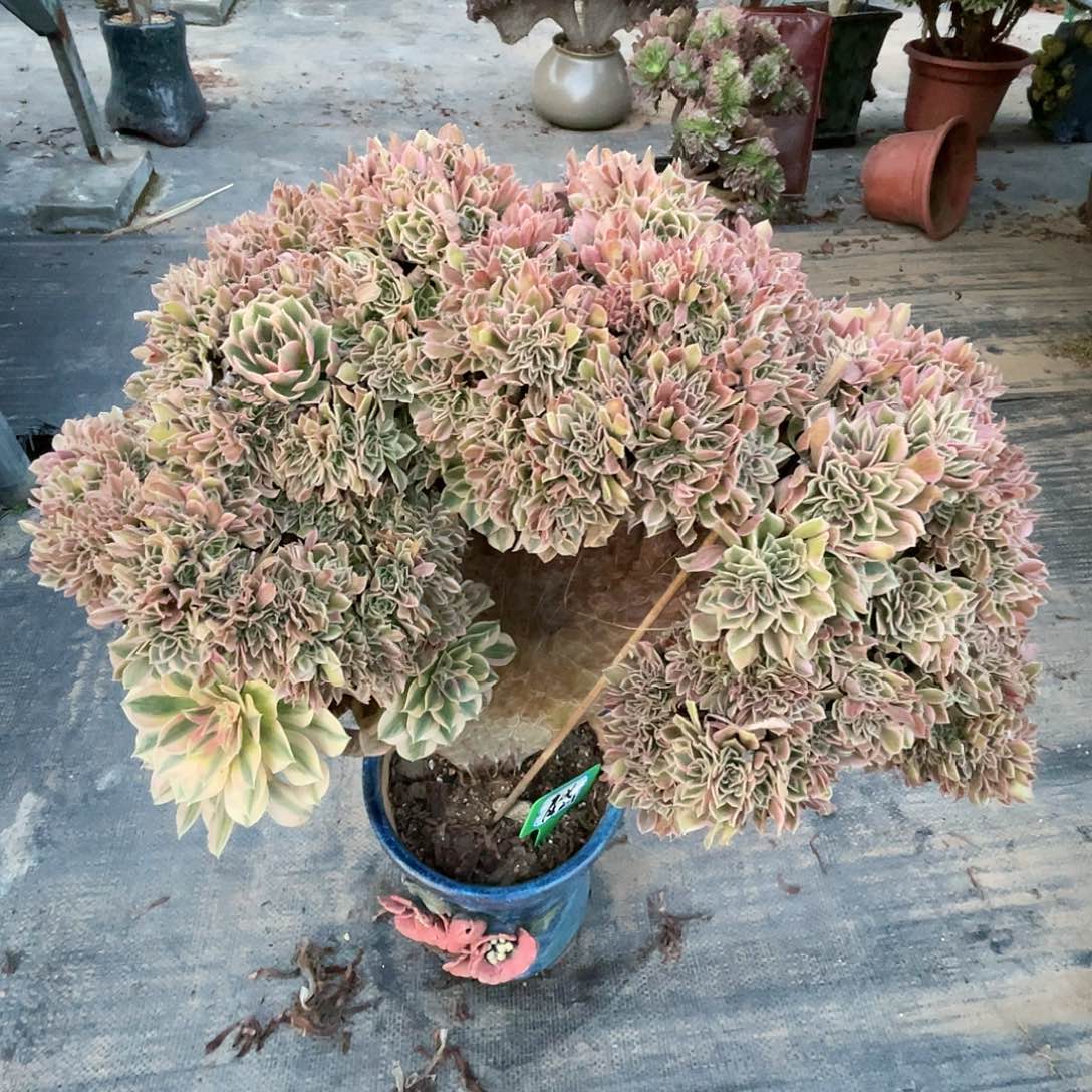 【闪购商品】无花朵女神