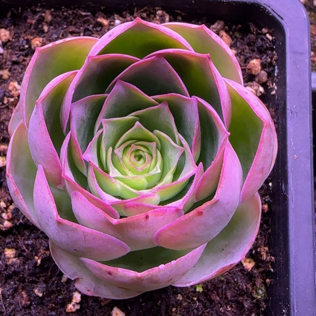 荷花5厘米134646499494