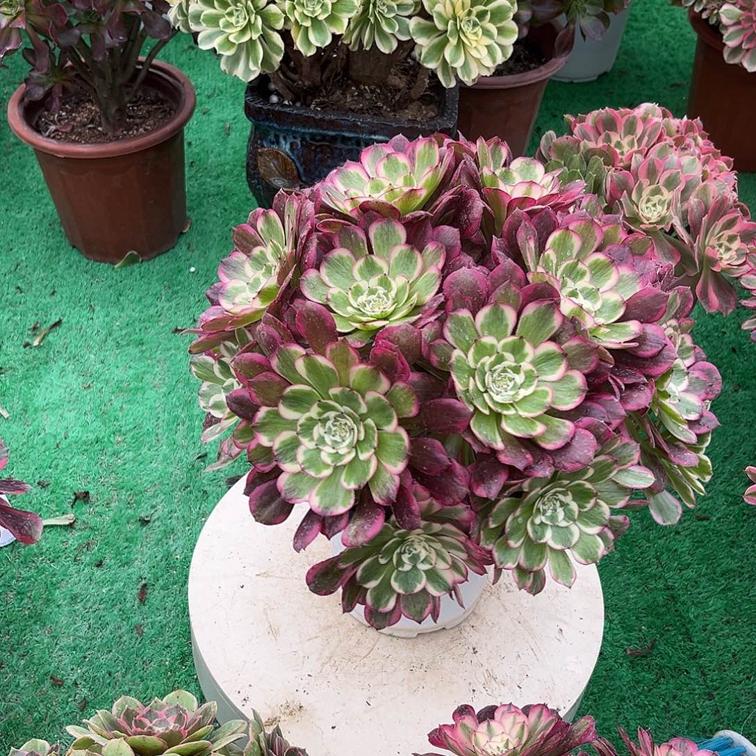 无花朵霁月法师多肉植物漂亮