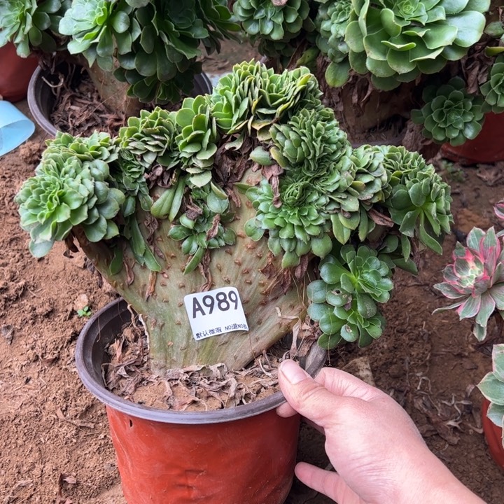 绿缀多肉植物989.