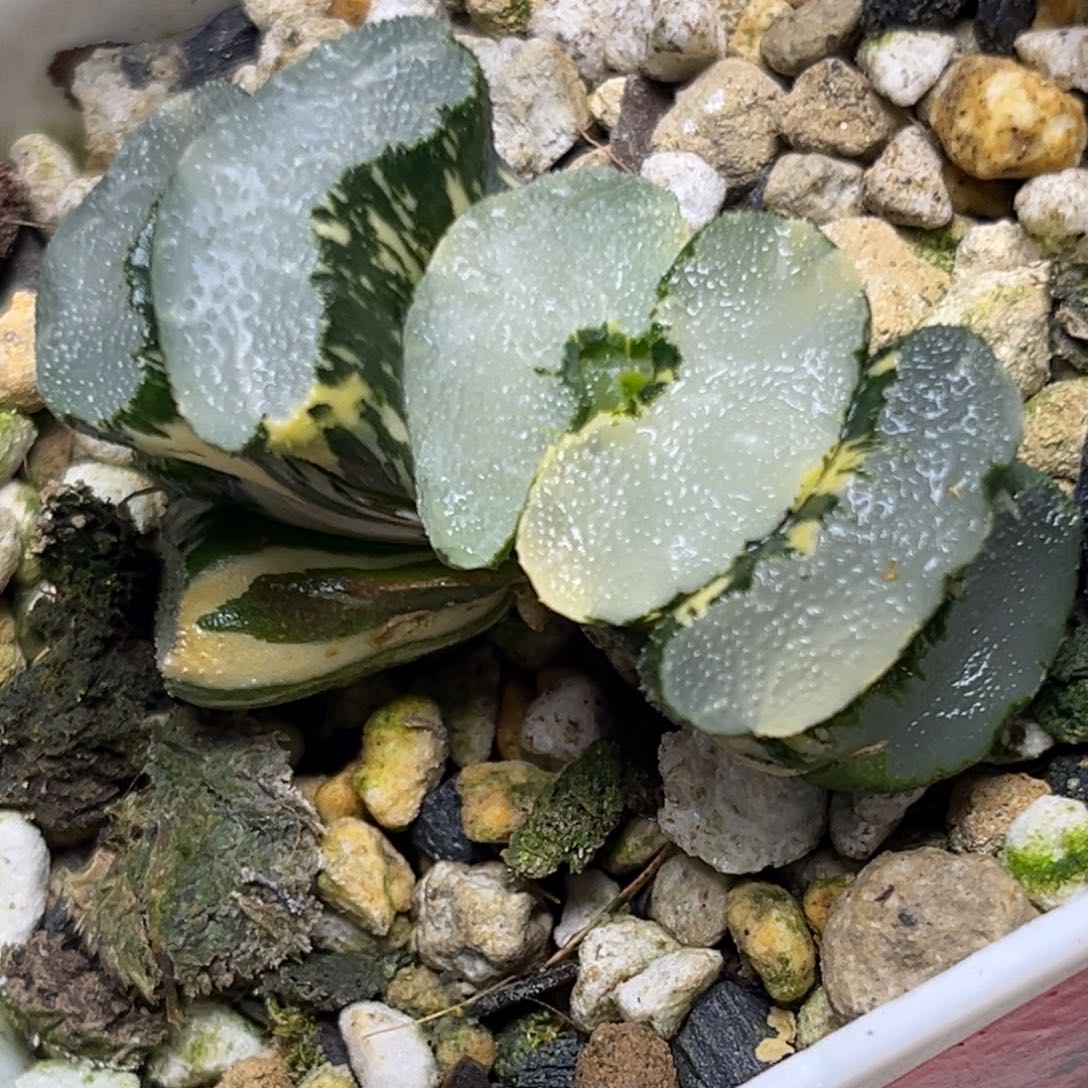 十二卷多肉植物0832白长鲸须