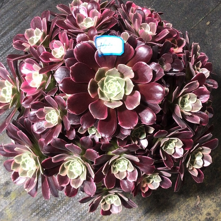 166金丝 雀多肉法师