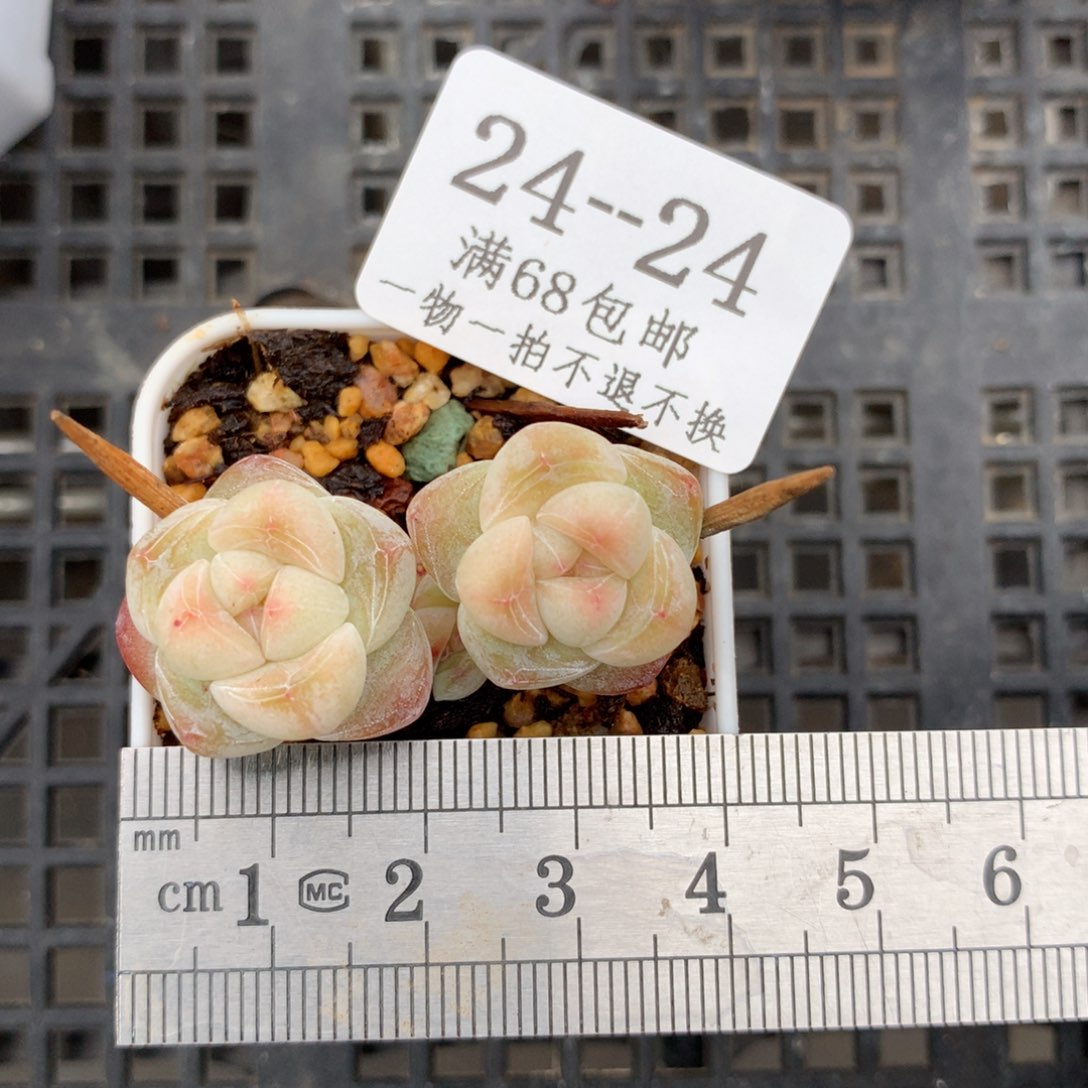 24。双头小腿小脸冰玉带崽。