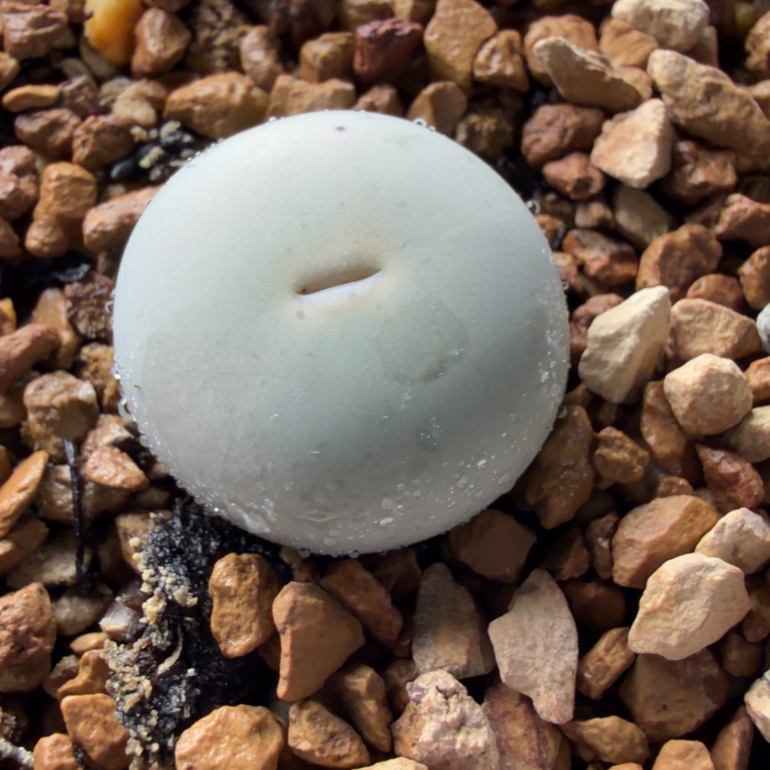 434v嘴一颗1.9公分727号