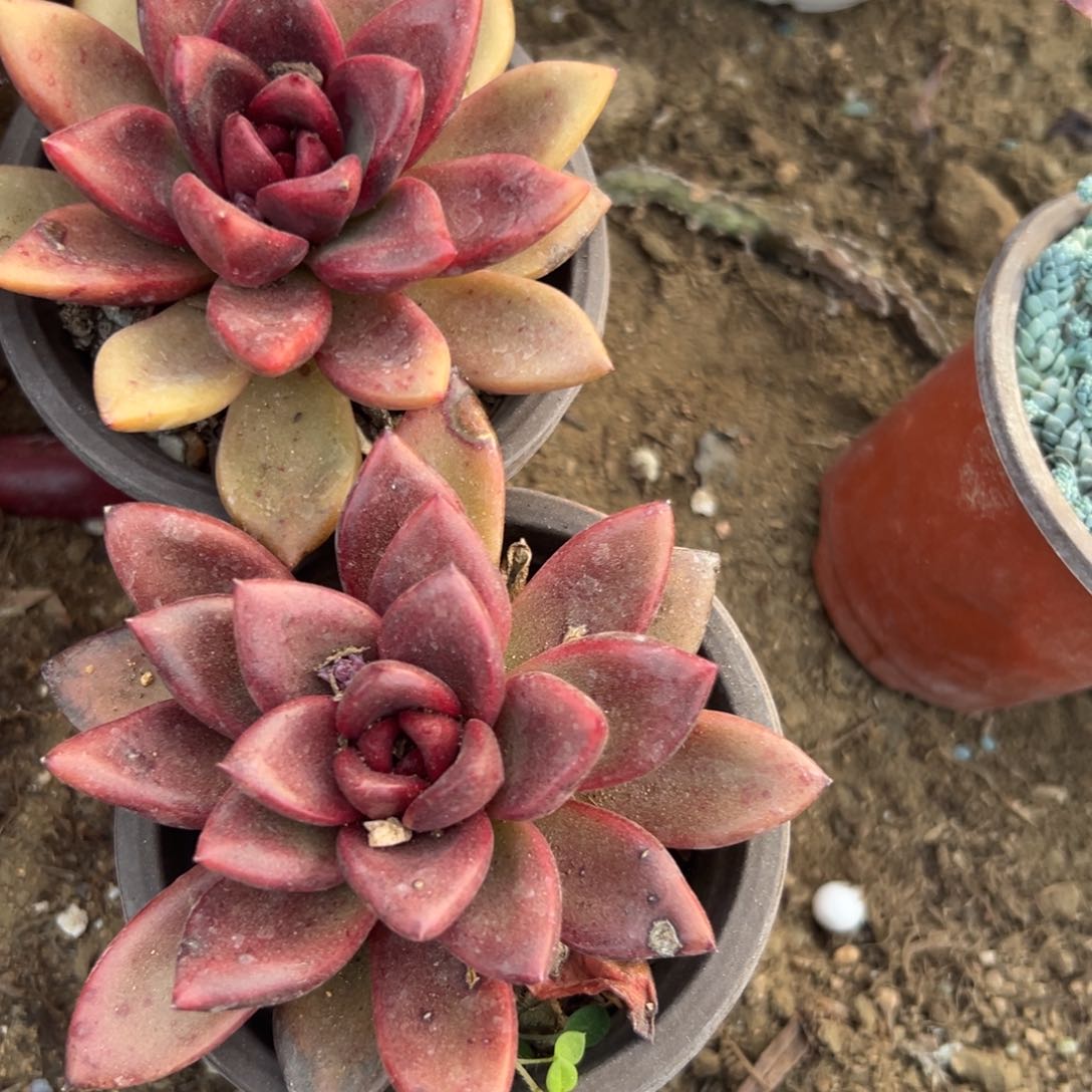 多肉植物多肉植物