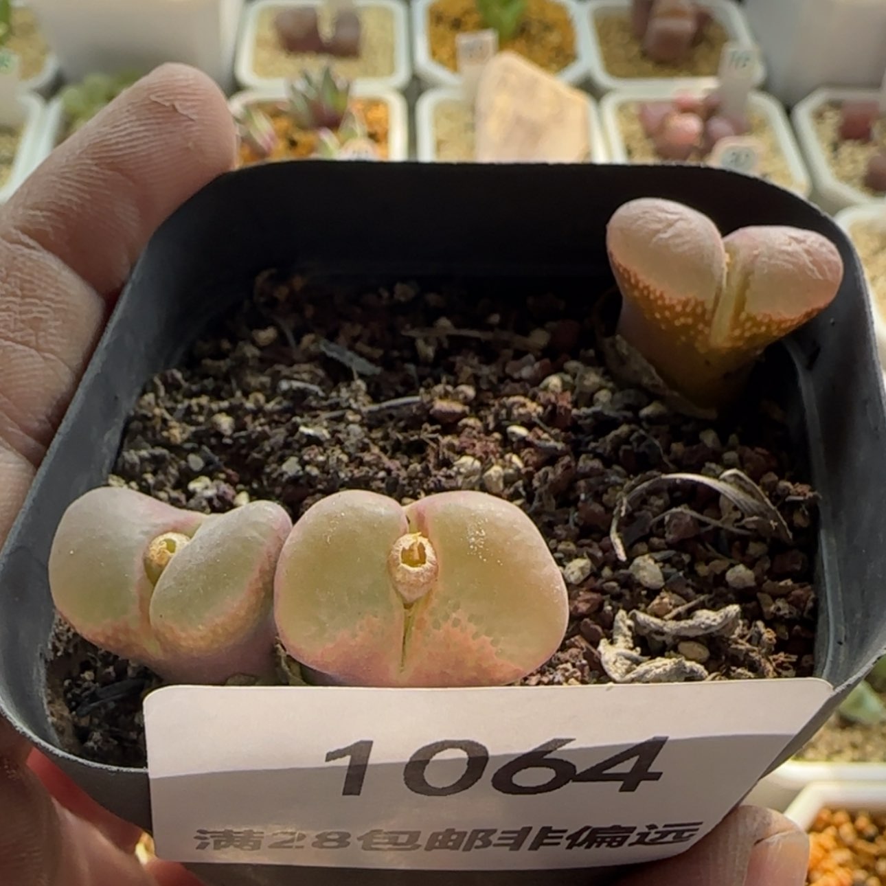 【闪购商品】二***王1064    