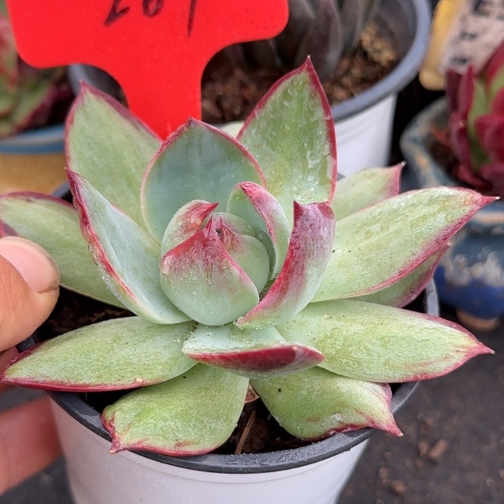 惊鸿一物一拍包装收缩花旱269