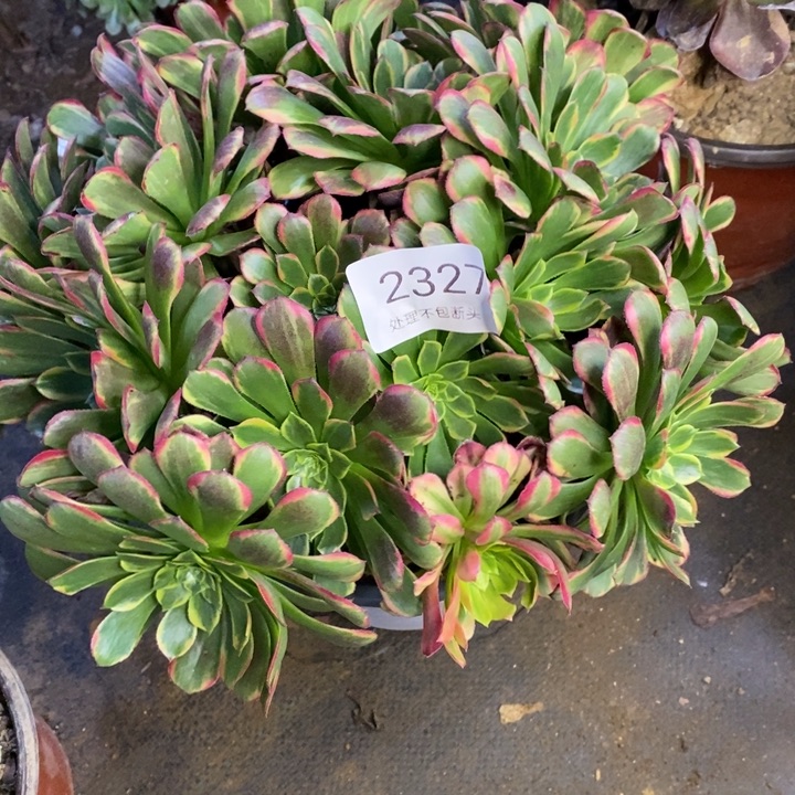 朝霞锦多肉断头不包2327