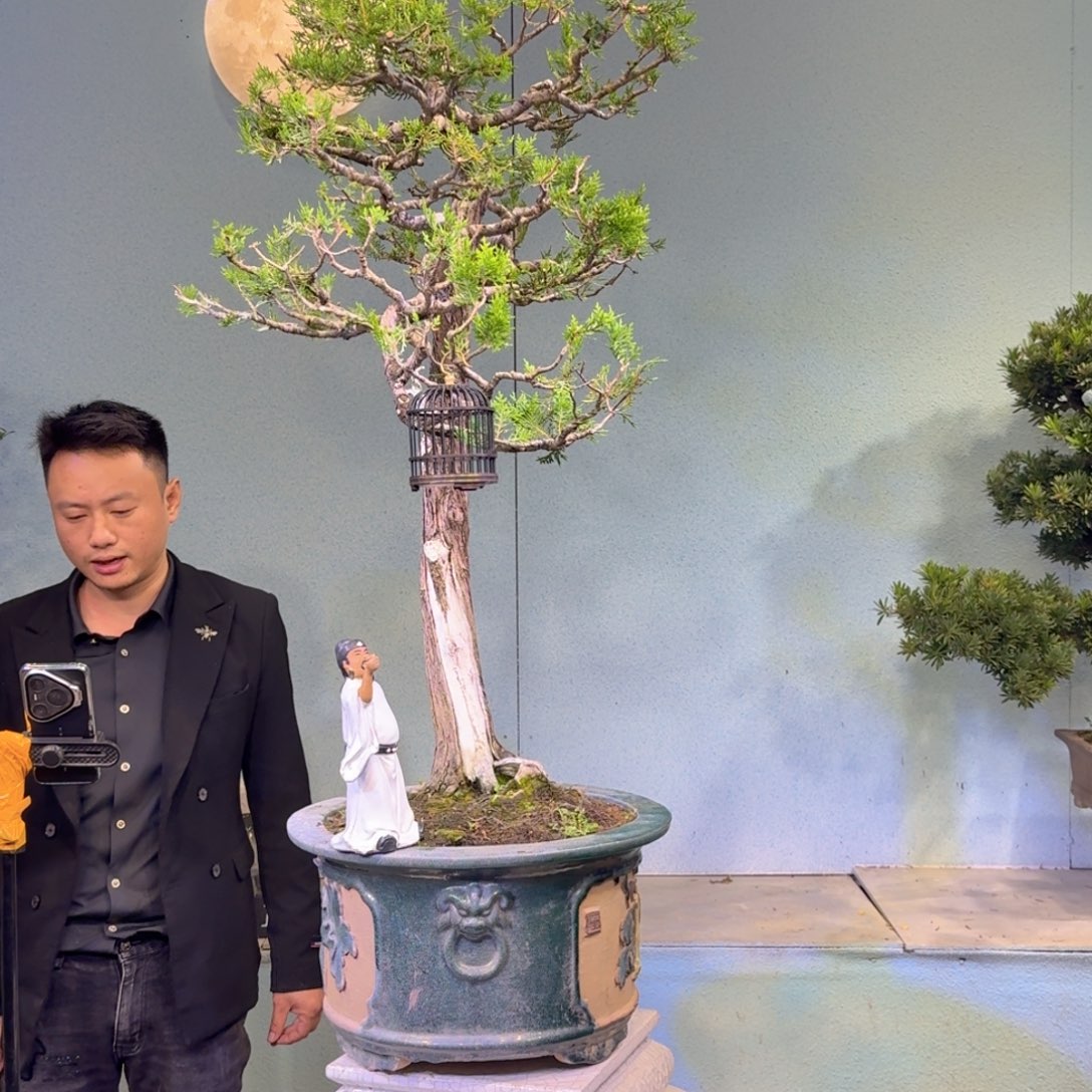 无花朵扁柏盆景盆景