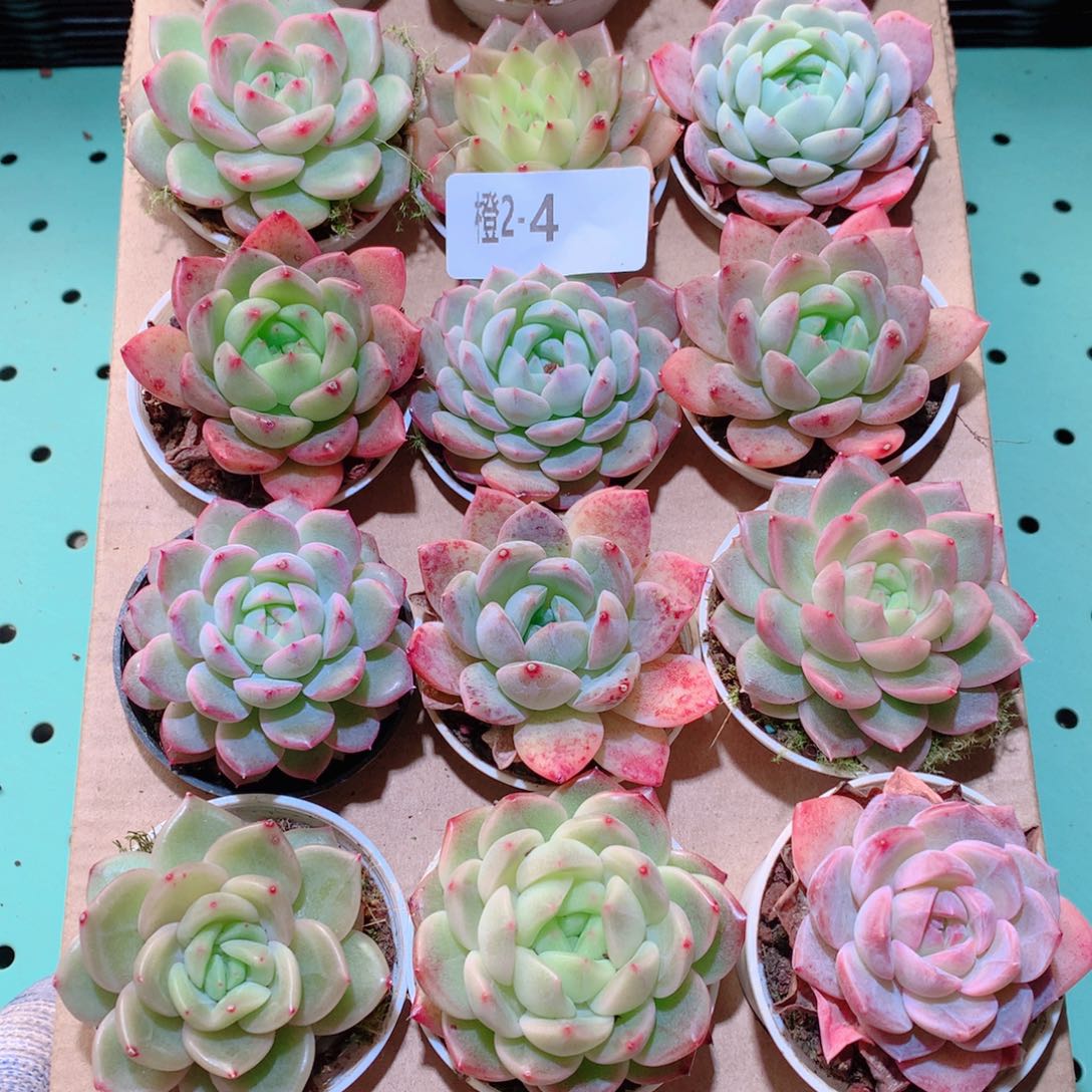 2-4一物一拍多肉带盆18颗
