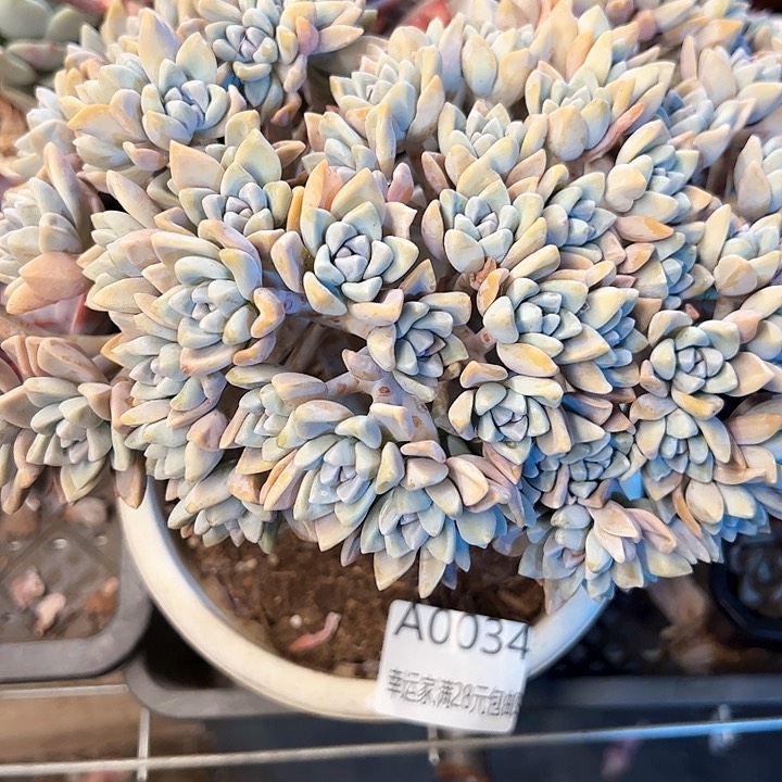 幸运的是我的朋友
