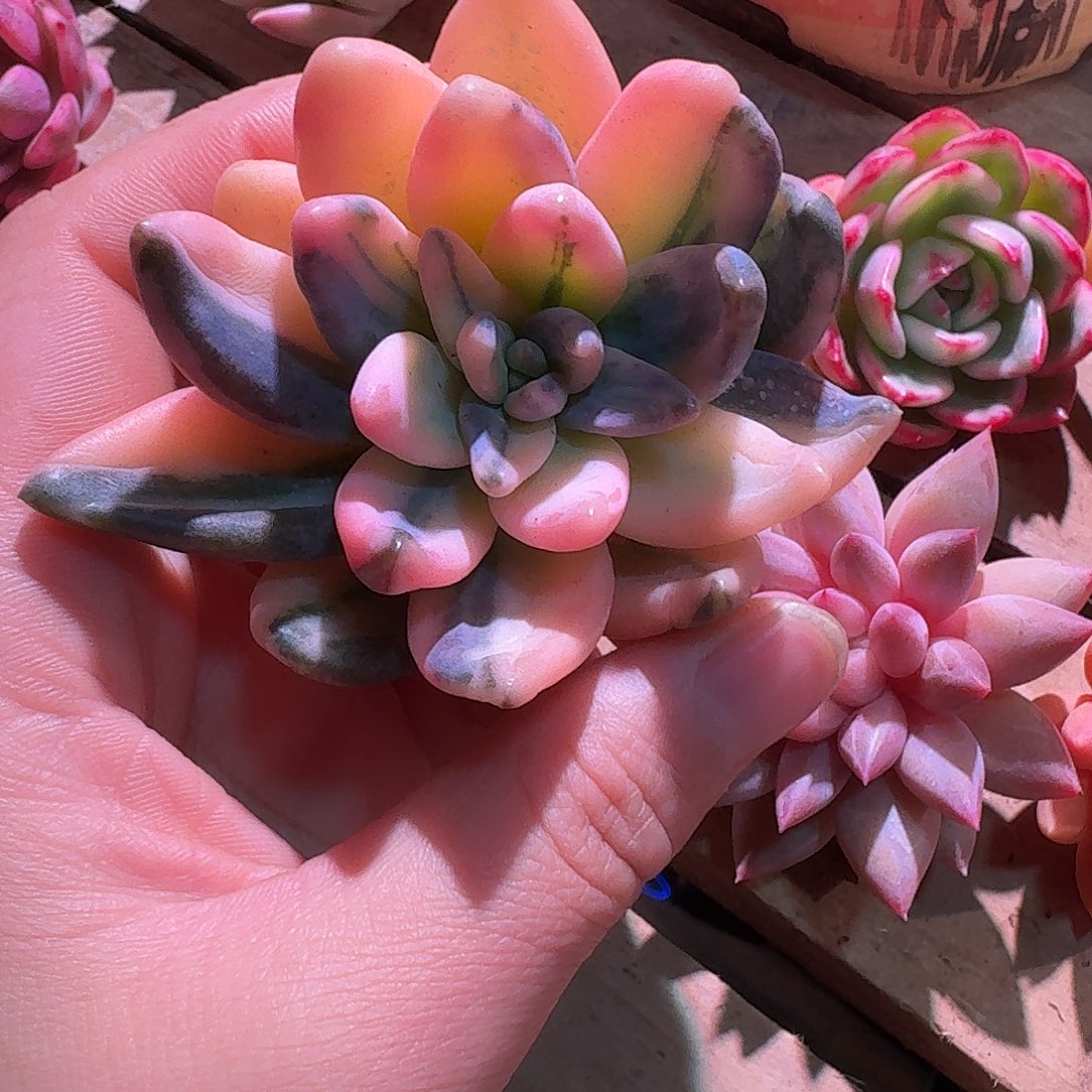 紫丽癜锦多肉多肉多肉