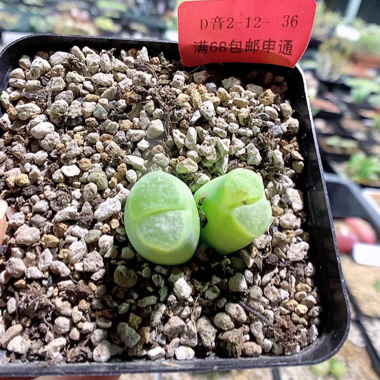 【闪购商品】2–12-36 风铃杂多肉一颗特 25