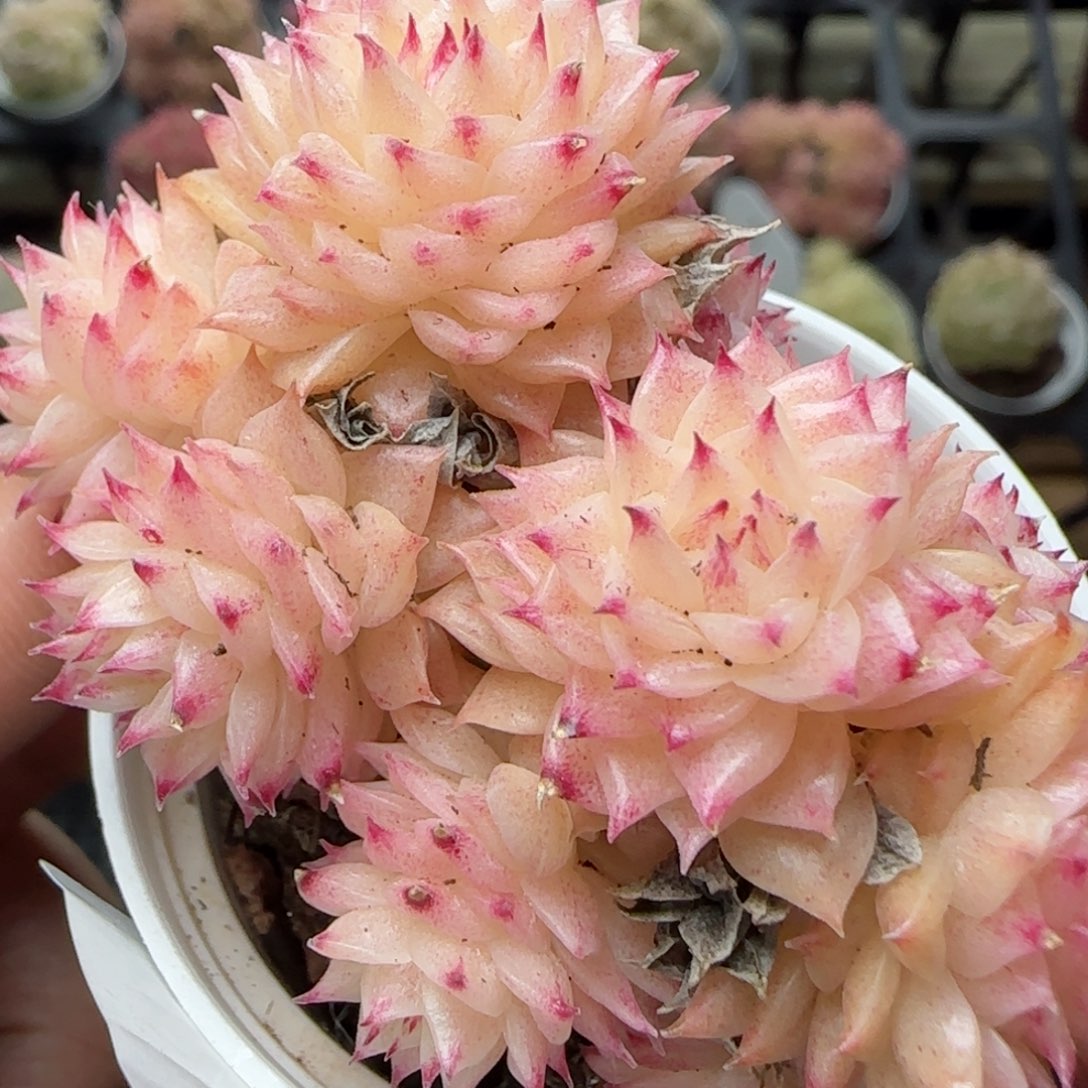 花语逸境0222-682散