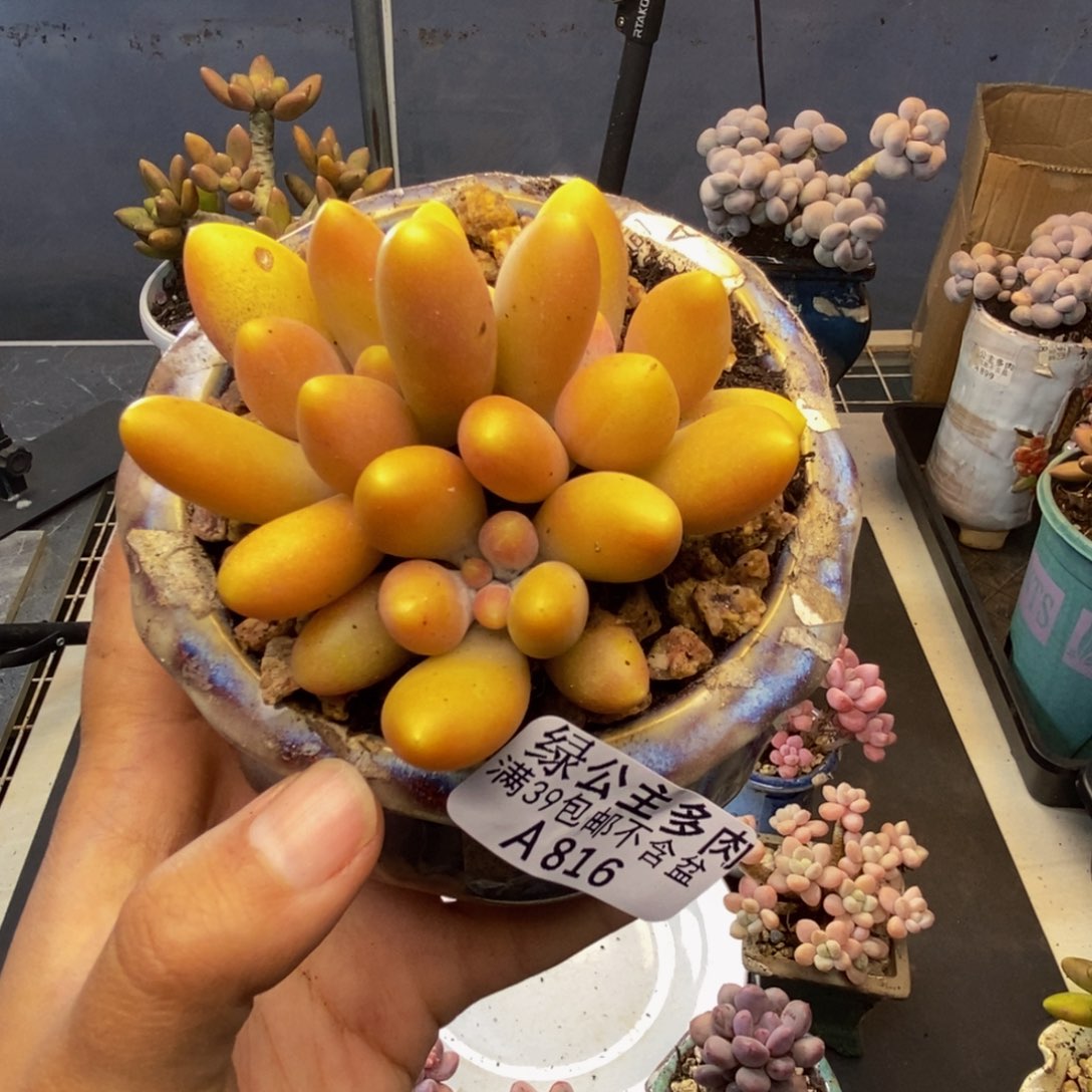 816芒果奶多肉7cm