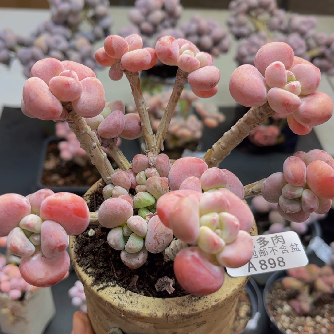 898/10cm腰子洛神多肉