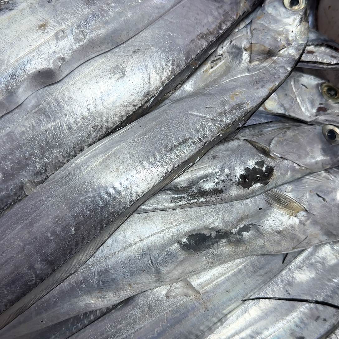 中国大陆渤海湾野生黑眼刀鱼