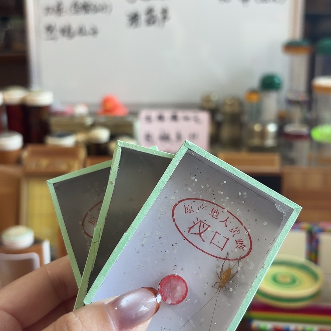 三条中须人工大黄