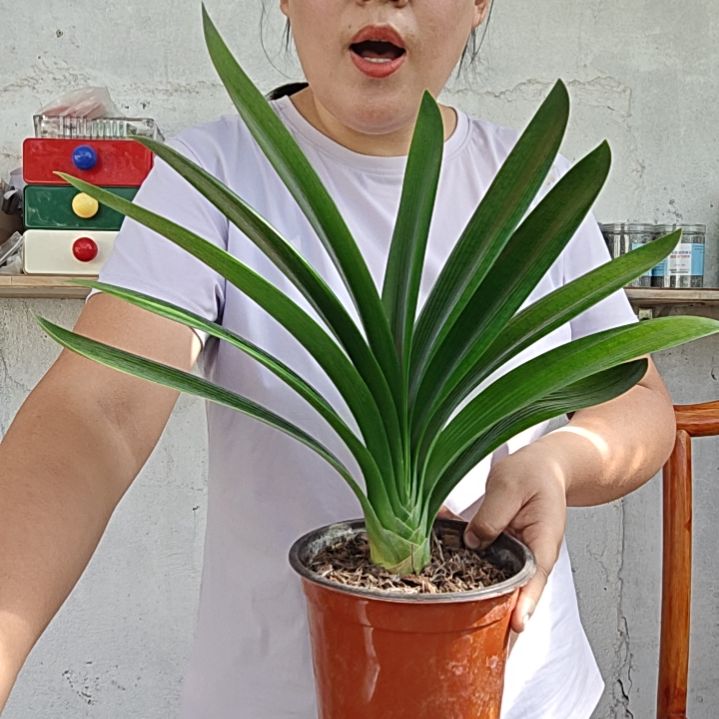 森***林无花朵森林   35君子兰