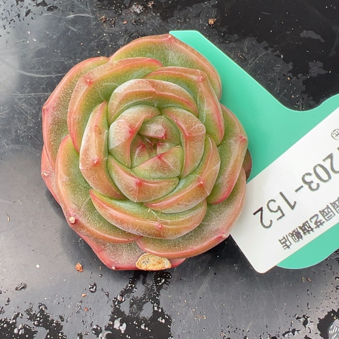 从前慢花园多肉编号1203-152