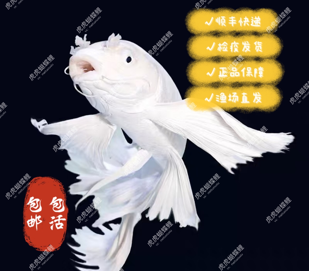【虎虎蝴蝶鲤】11-13公分蝴蝶鲤赛级精品狮子头石膏白渔场直发顺丰