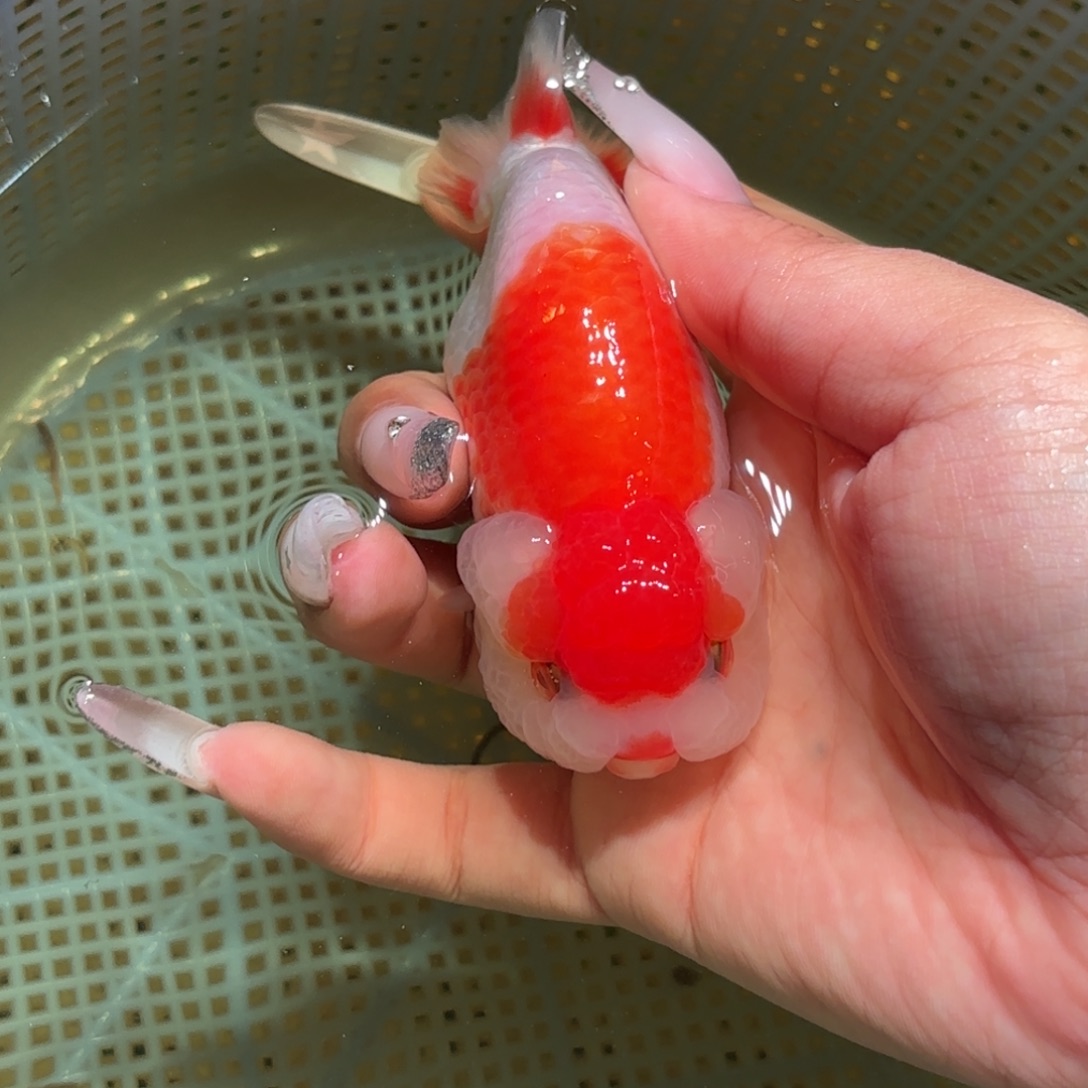 寒***潮金鱼拍包装包邮，不拍包装运费到付