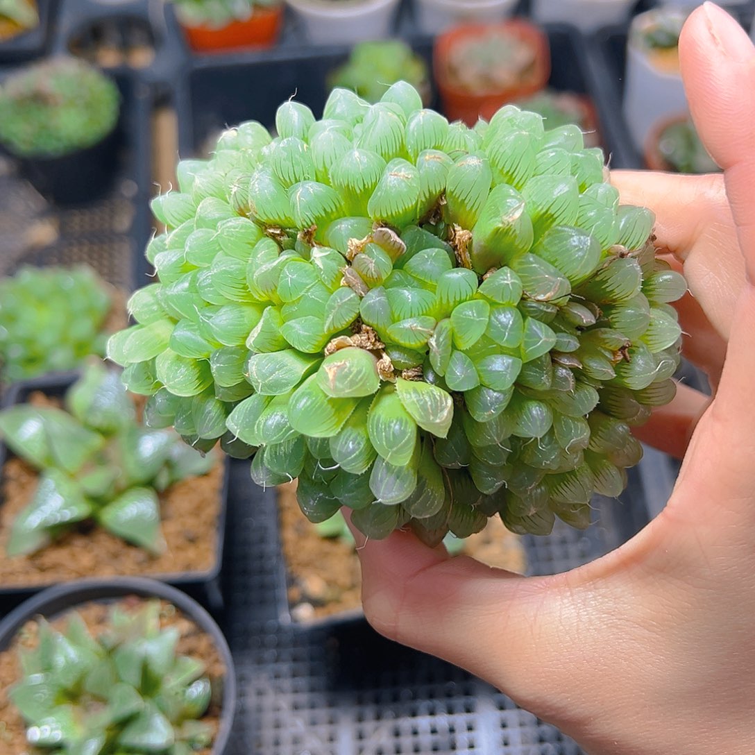 小叶冰灯群多肉多肉1