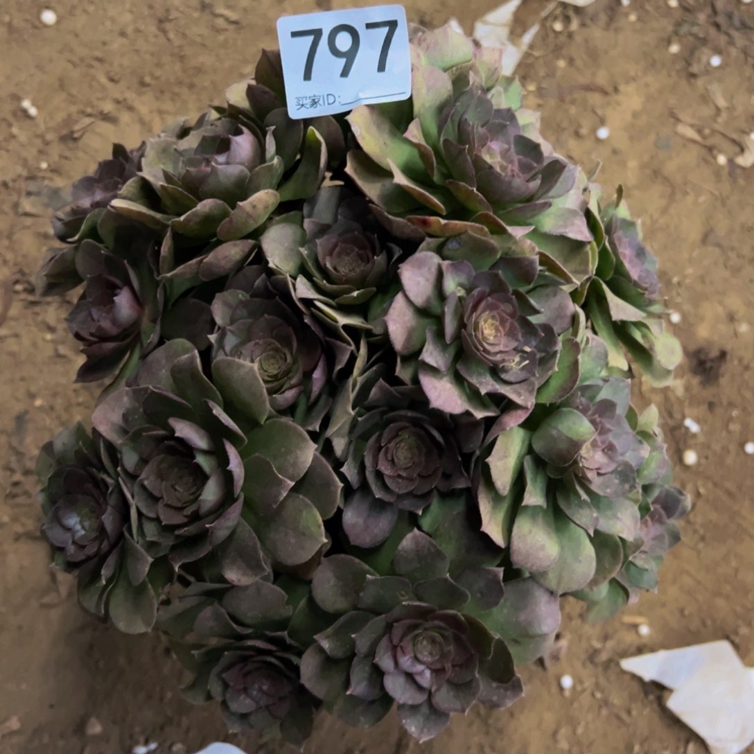 797沙拉碗多肉植物