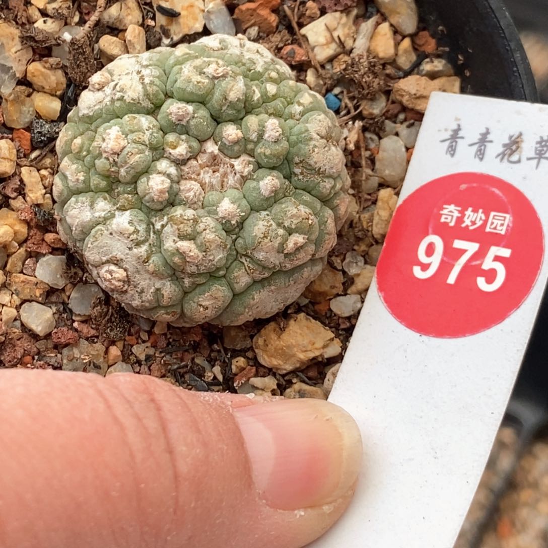 自根古田3.3cm一棵仙人球