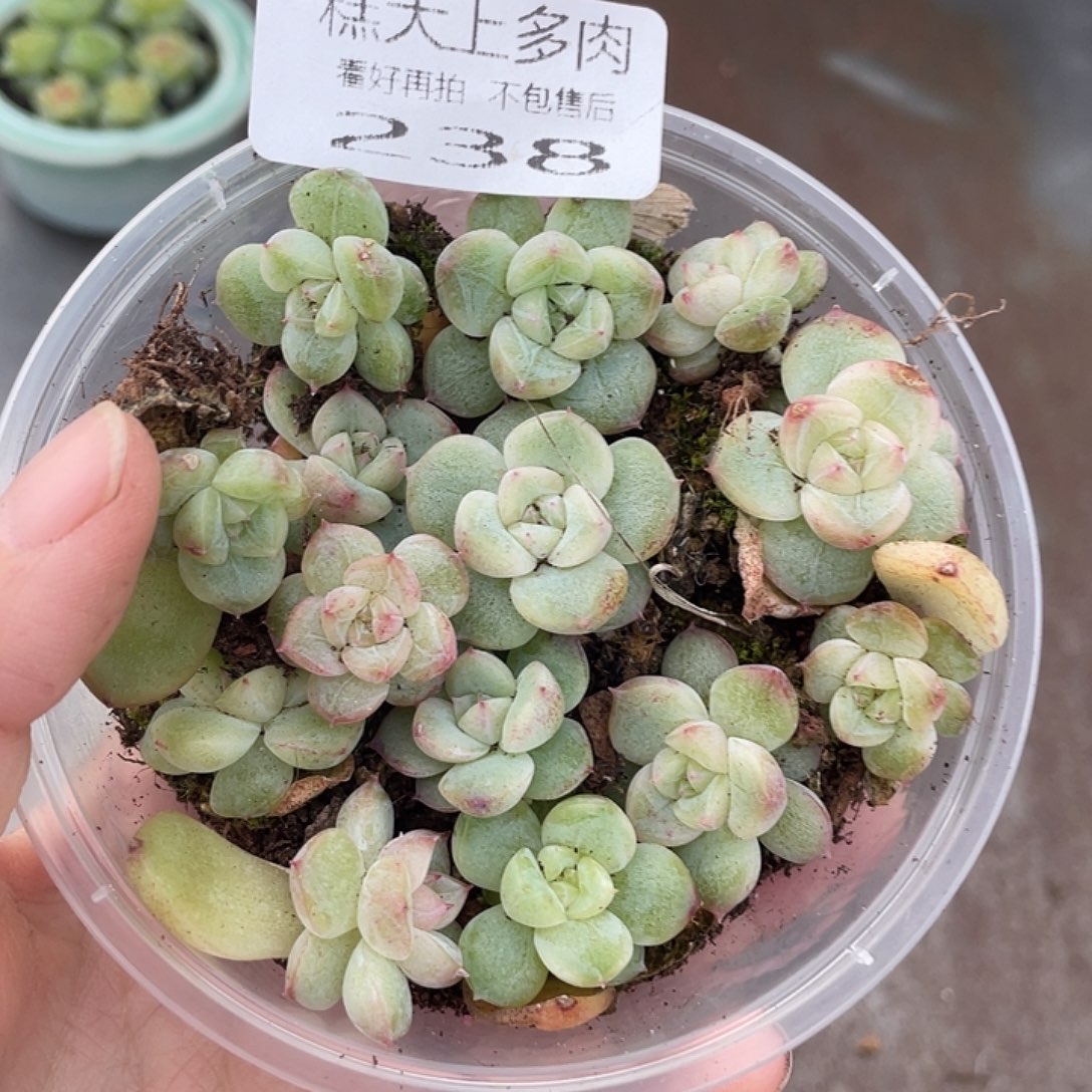 幸****x糕大上多肉植物238