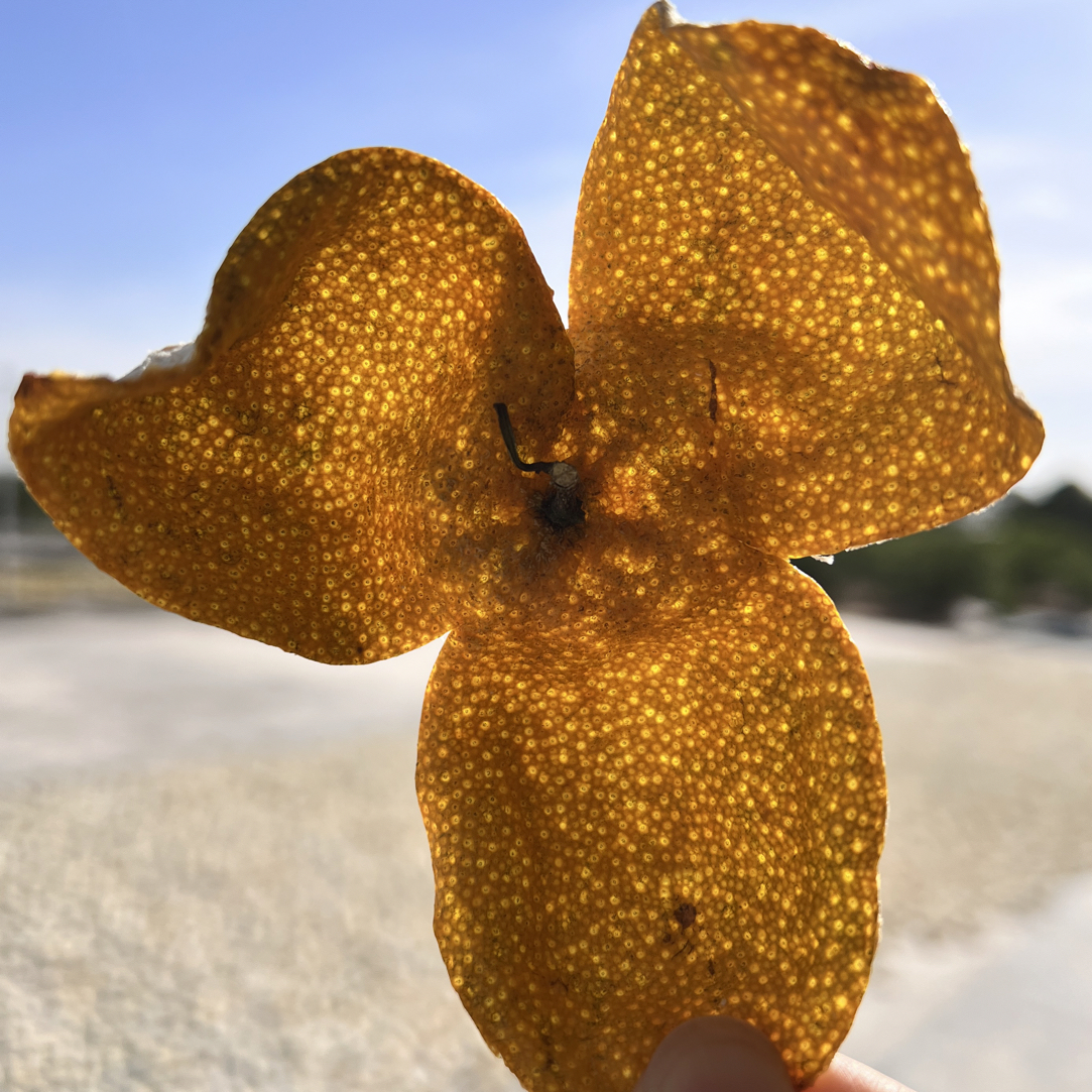 [西甲原枝小叶油身大红皮]新会西甲2025年原枝小叶油身大红皮