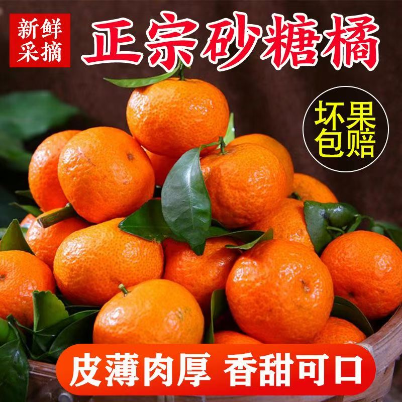 【小北专属】广西荔浦正宗砂糖桔新鲜现摘现发当地水果桔子纯甜多汁