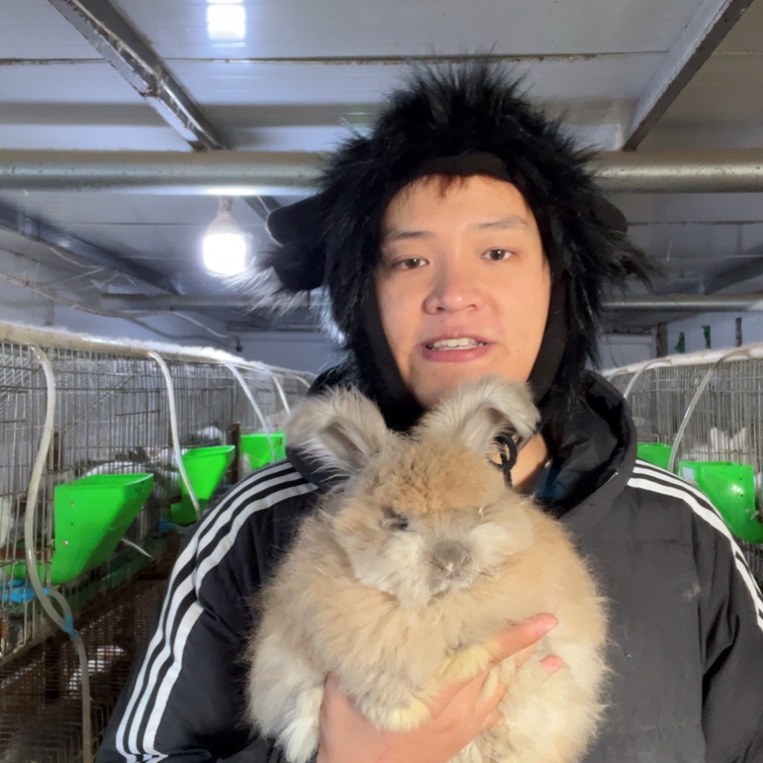 双血统英系安哥拉兔