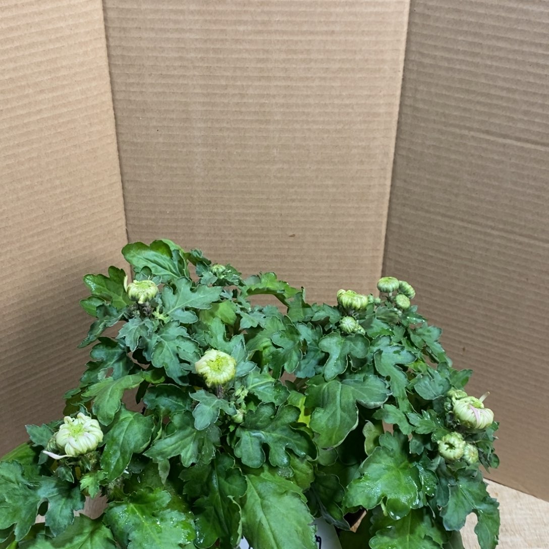 完全开放00000929