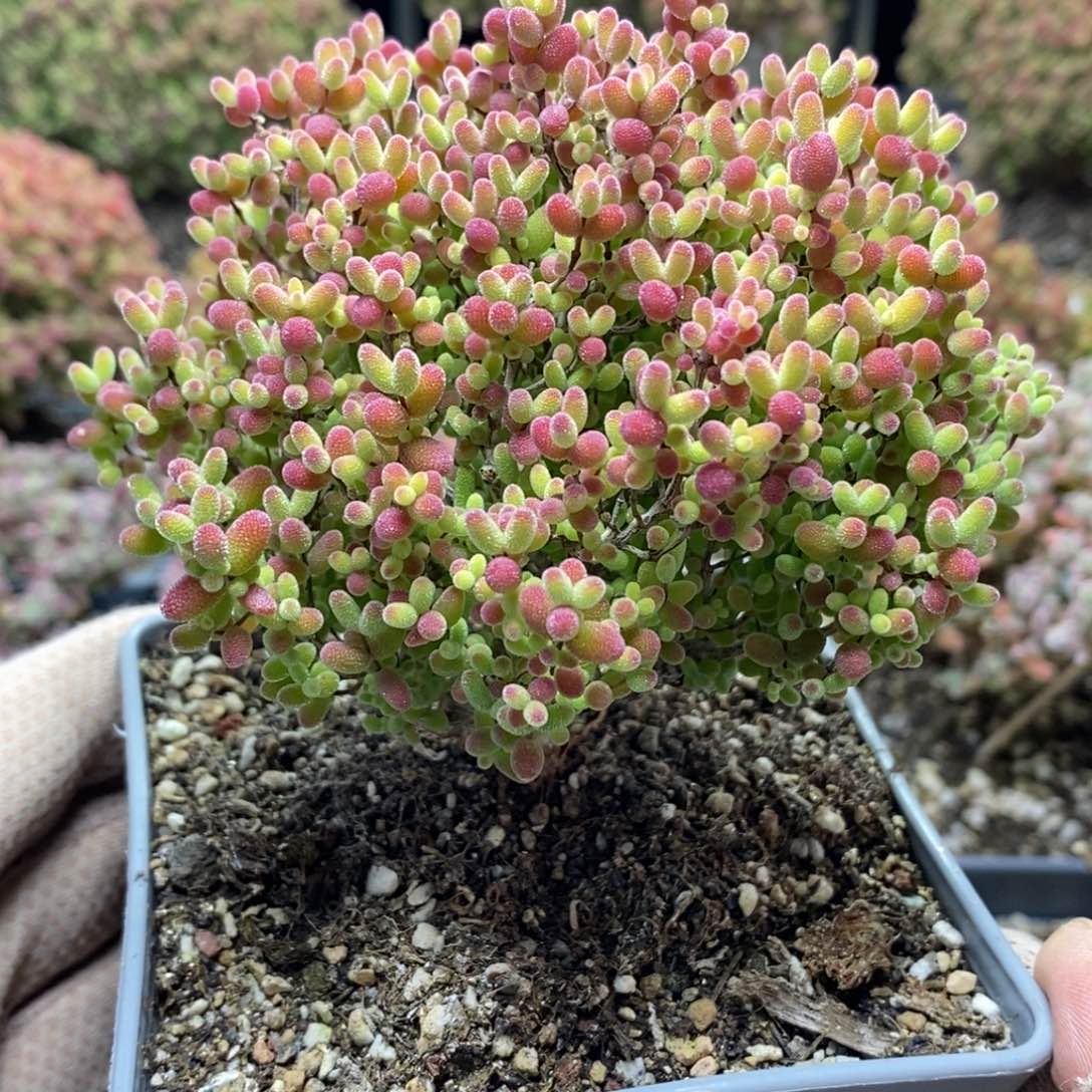 特价蜜橘糖球4970枝干番杏