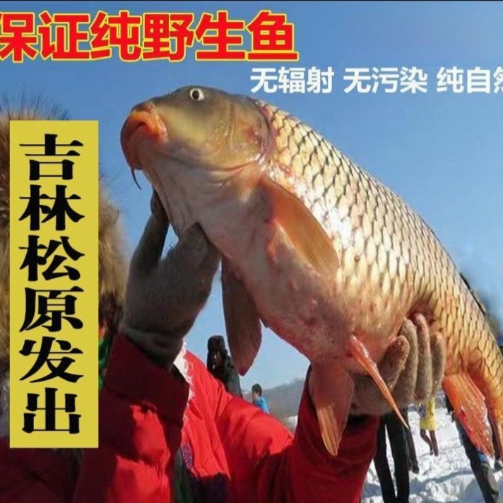 东北冷水鲤鱼多条9-10斤 