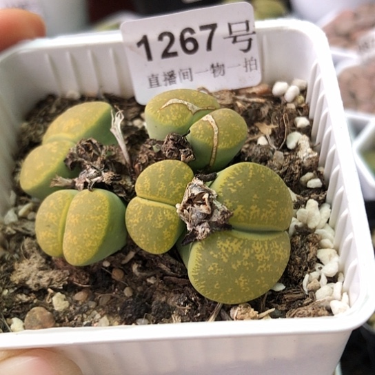 1267，特价群如图也要拍