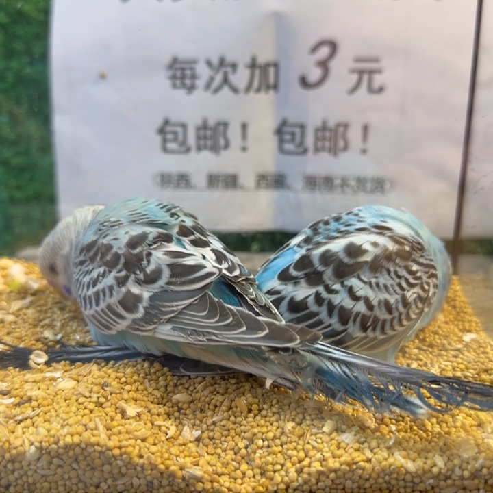 虎皮鹦鹉大头虎皮鹦鹉