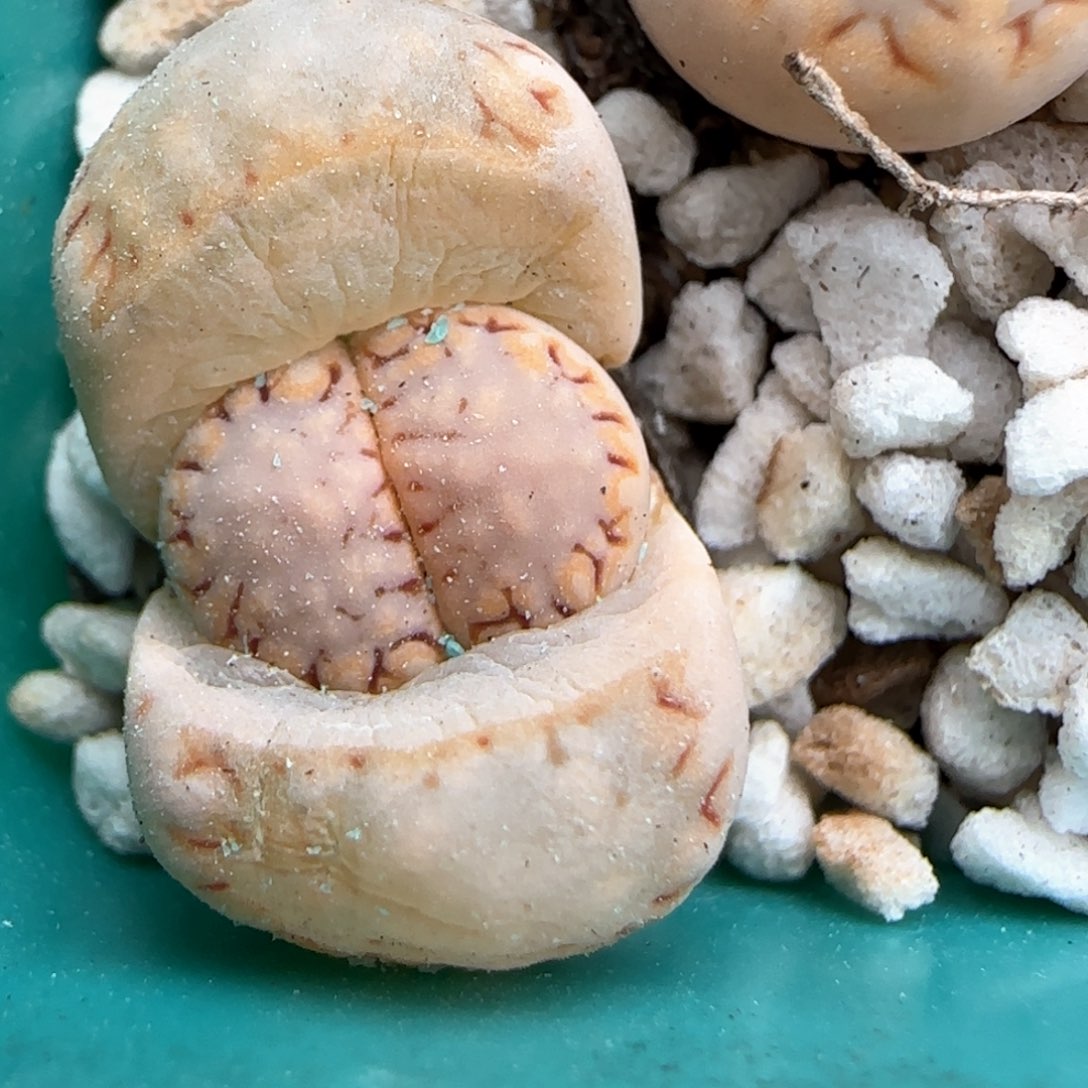 3。5。 7012。215。  饼干。 