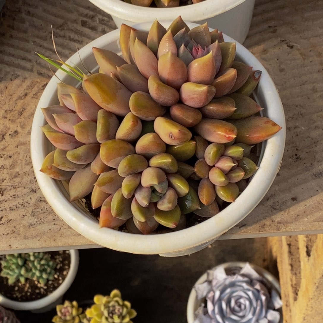 48包邮一物一拍多肉植物