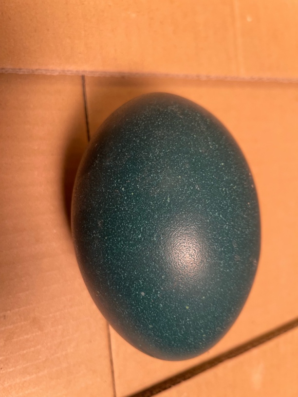 澳洲鸸鹋鸵鸟蛋顺丰包邮