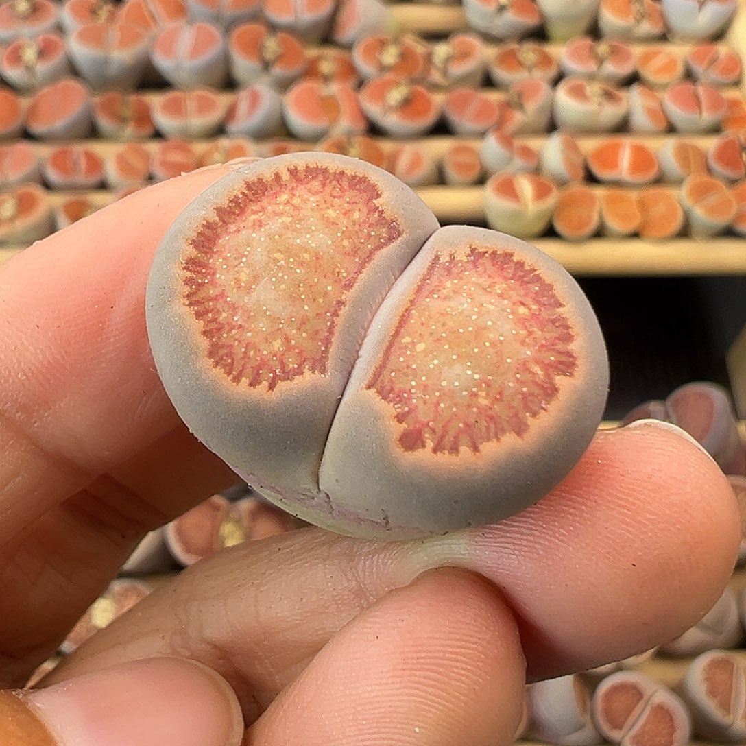 733星空美菊福利清11111