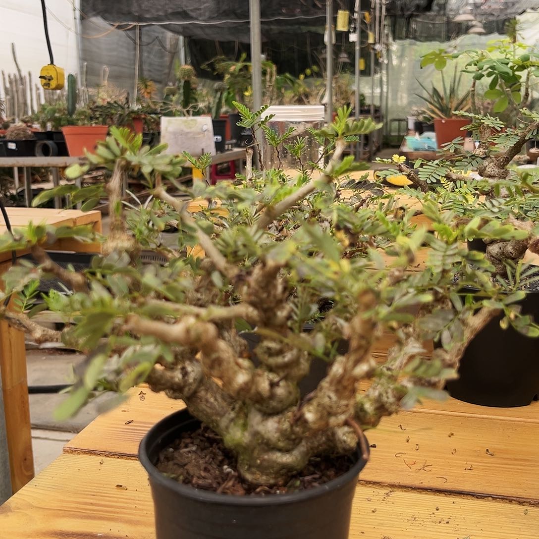 潮流植物优选沙漠苏木，