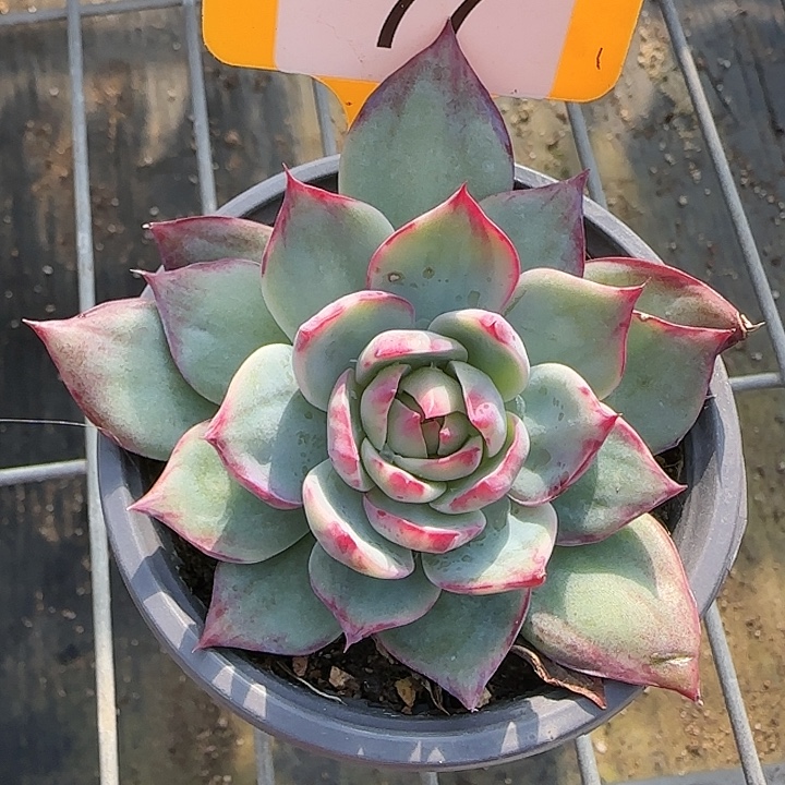 77 惊鸿仙子多肉植物6-9cm