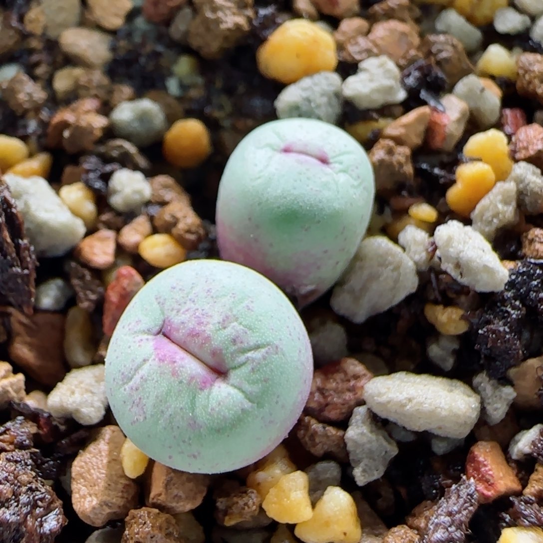 1-14-7-6当天满58包邮特选超厚嘴0.9cm多肉脱土