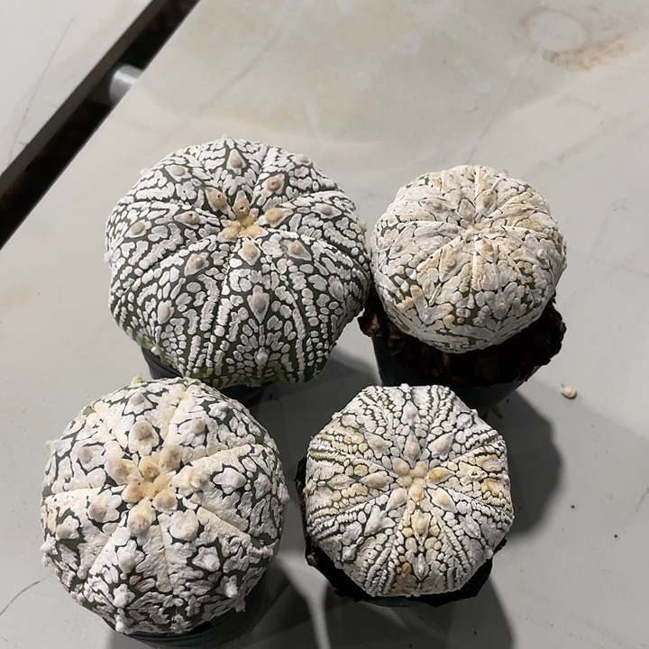 实生兜福利福利福利