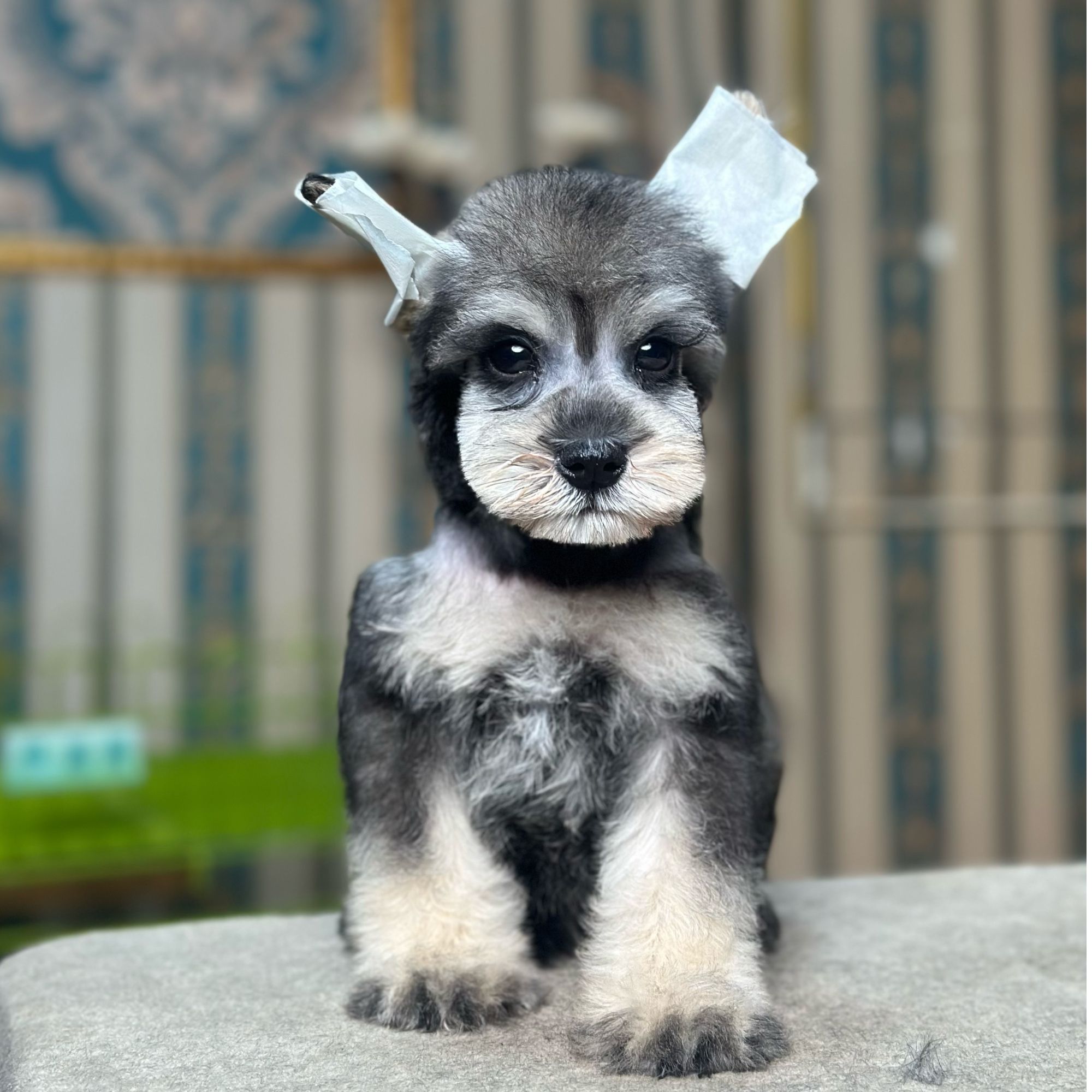 海鹏家浅椒盐雪纳瑞弟弟